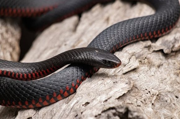 KÍGYÓS JANCSI KÍGYÓS JANCSI