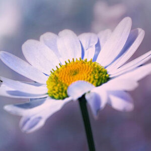 „Hétszépség” Női Kör „Hétszépség” Női Kör