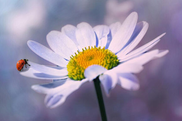 „Hétszépség” Női Kör „Hétszépség” Női Kör